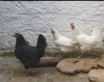 Polli Galli Galline uova