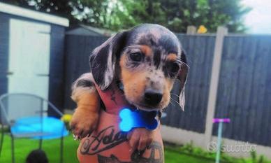 Cuccioli bassotti merle maschi femmine