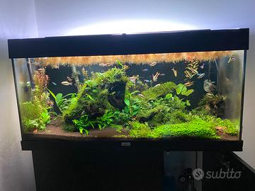 Tetra Imperatore + Neon