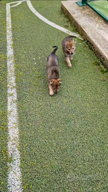 Cuccioli lupo cecoslovacco