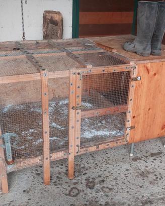 gabbia per galline 