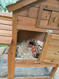 pollaio galline