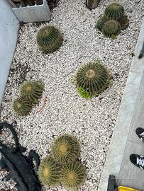 Piante Grasse Grusonii