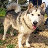 Alaskan malamute puri in adozione