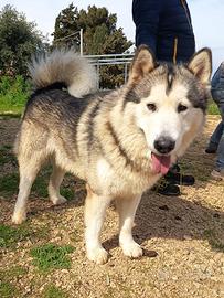Alaskan malamute puri in adozione
