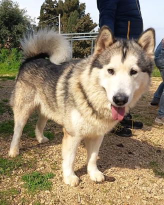 Alaskan malamute puri in adozione