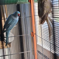 Parochetti dal collare