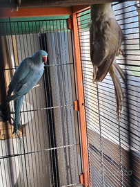 Parochetti dal collare