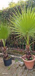 palma washingtonia filifera