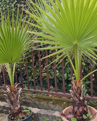 palma washingtonia filifera