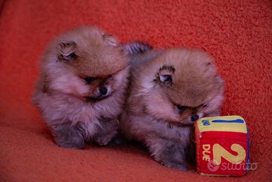 Cuccioli disponibili. Pomerania, pedigree Enci