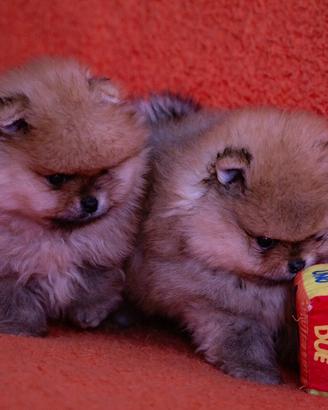 Cuccioli disponibili. Pomerania, pedigree Enci