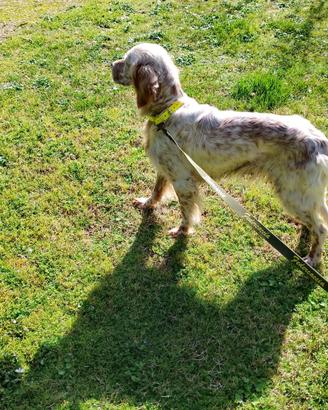 Setter inglese