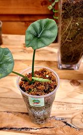 ALOCASIA SINUATA 2 300ml