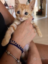 Gattino europeo zenzero / rosso