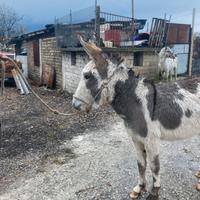 Asina pezzata femmina età3 gravida