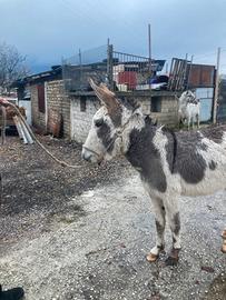 Asina pezzata femmina età3 gravida