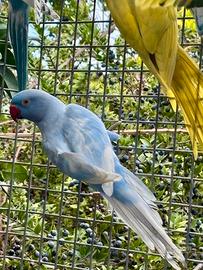 Parrocchetto dal collare