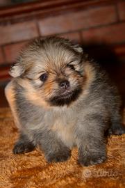 Spitz tedesco nano pomerania