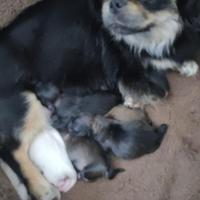 Cucciolo di Pechinese maschio