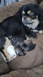 Cucciolo di Pechinese maschio
