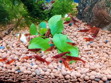 Caridine Bloody Mary