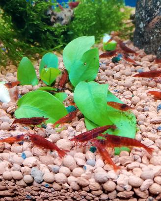 Caridine Bloody Mary