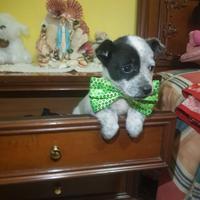 Cucciolo di taglia piccola a pelo folto