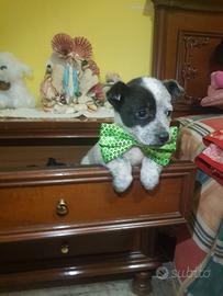 Cucciolo di taglia piccola a pelo folto