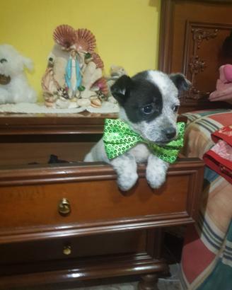 Cucciolo di taglia piccola a pelo folto