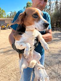 Cucciolo cane 2 anni beagle taglia piccola femmina