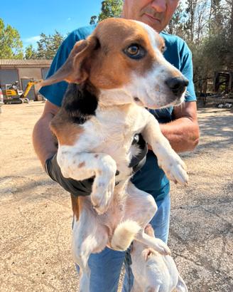 Cucciolo cane 2 anni beagle taglia piccola femmina