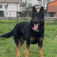 Pastore Tedesco Maschio - Pedigree Tedesco - Monta
