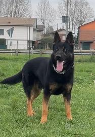 Pastore Tedesco Maschio - Pedigree Tedesco - Monta