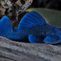 Baryancistrus beggini blue l239