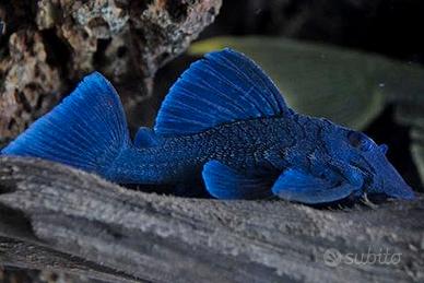 Baryancistrus beggini blue l239