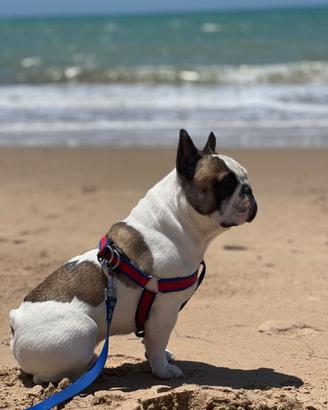 Accoppiamento bulldog francese