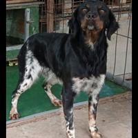 Cani da caccia