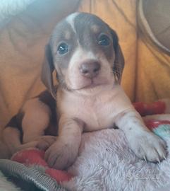 Cuccioli bassotto pelo corto
