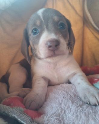 Cuccioli bassotto pelo corto