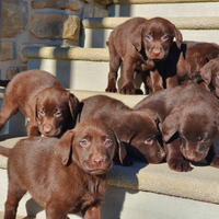 Cuccioli labrador chocolate