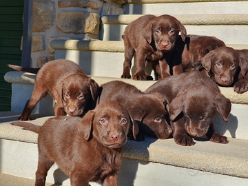 Cuccioli labrador chocolate