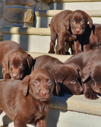 Cuccioli labrador chocolate