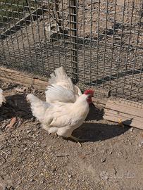 Galline white America e gallo bionda