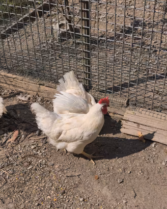 Galline white America e gallo bionda