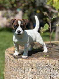 Jack Rusell terrier cucciolo con pedigree