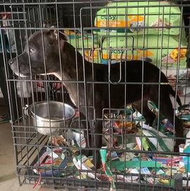 Cucciolo di staffordshire bull terrier