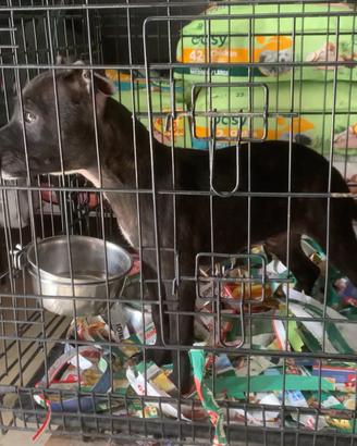 Cucciolo di staffordshire bull terrier
