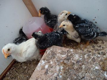 Pulcinotti Araucana, Amrock, Ovaiola