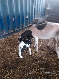 Pecore fattrici (simil dorper)